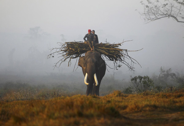 Int'l elephant race begins in Nepal
