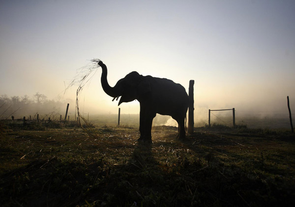 Int'l elephant race begins in Nepal