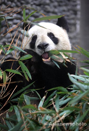 China to fly 2 pandas to France for research
