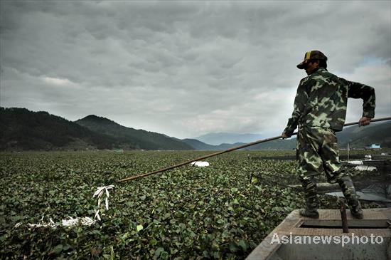 River fish smothered by plants in E China