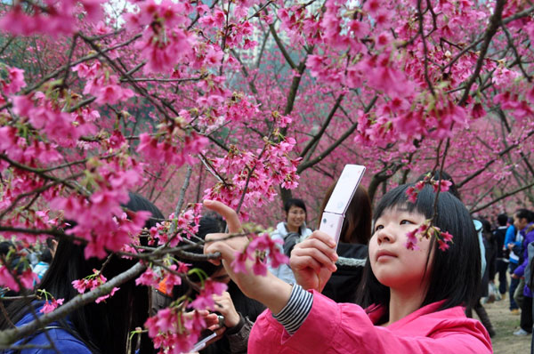 Cherry blossoms attract visitors in S China