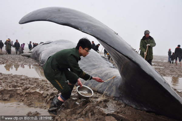Stranded sperm whales die in East China