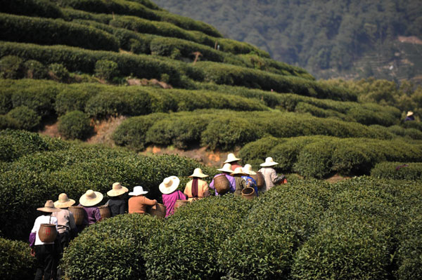 Longjing tea flourishes in harvest season