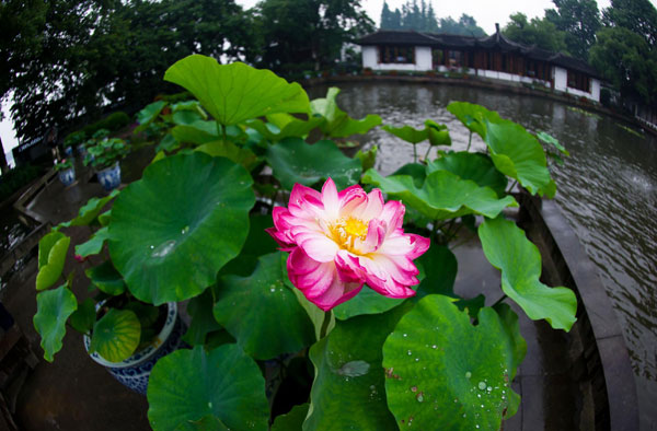 Lotus blooms the beauty of Hangzhou