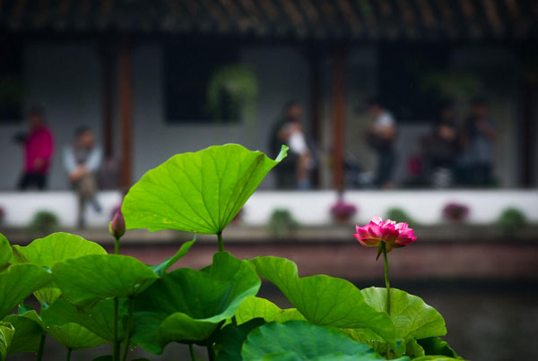Lotus blooms the beauty of Hangzhou