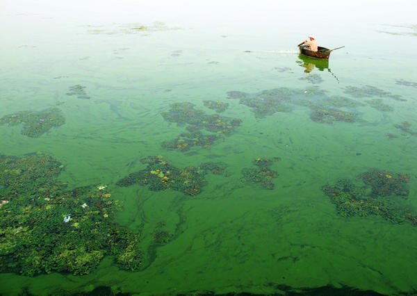 Blue-green algae gathers in E China lake