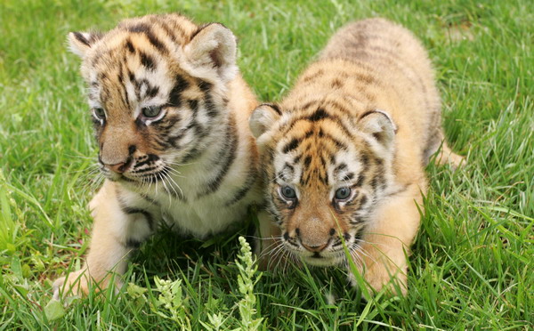 Tiger cubs meet visitors in E China zoo