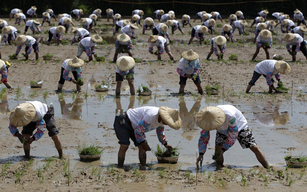 Taiwan farmers register rice planting Guinness record