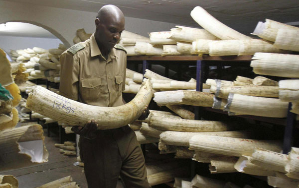 Zimbabwe parks to ask for ivory trade permission