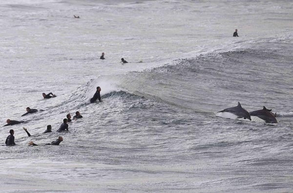 Amazing moment between surfers and dolphins