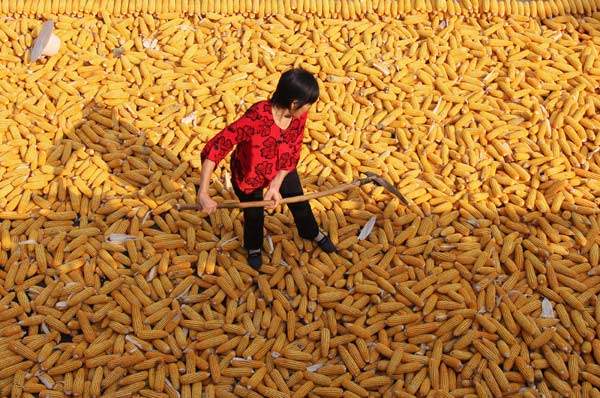 The golden season for harvesting