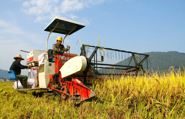 Jiangxi's grain output estimated to exceed record high