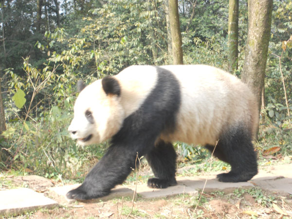 Dutch airline adopts a panda from China