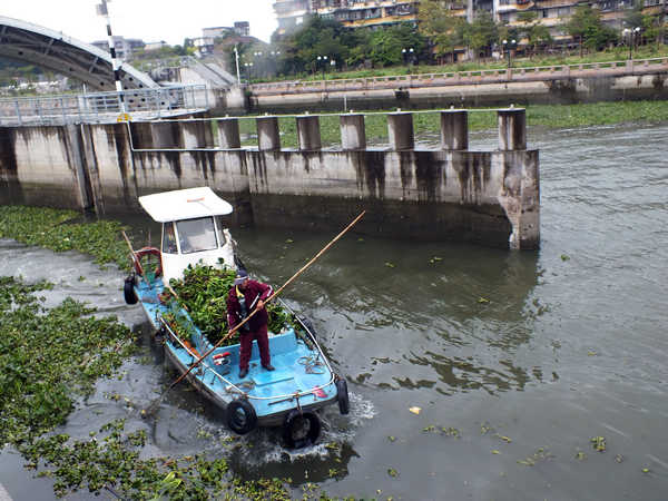 Water hyacinth clogs Zhujiang River in S China
