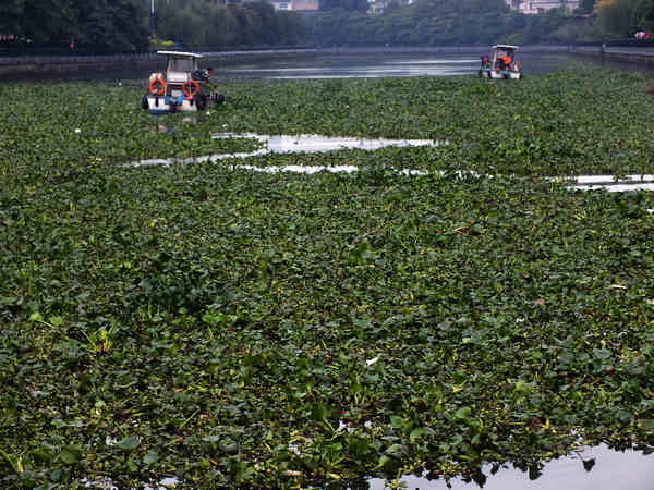 Water hyacinth clogs Zhujiang River in S China