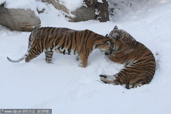 Siberian tigers frolic in snow in E China