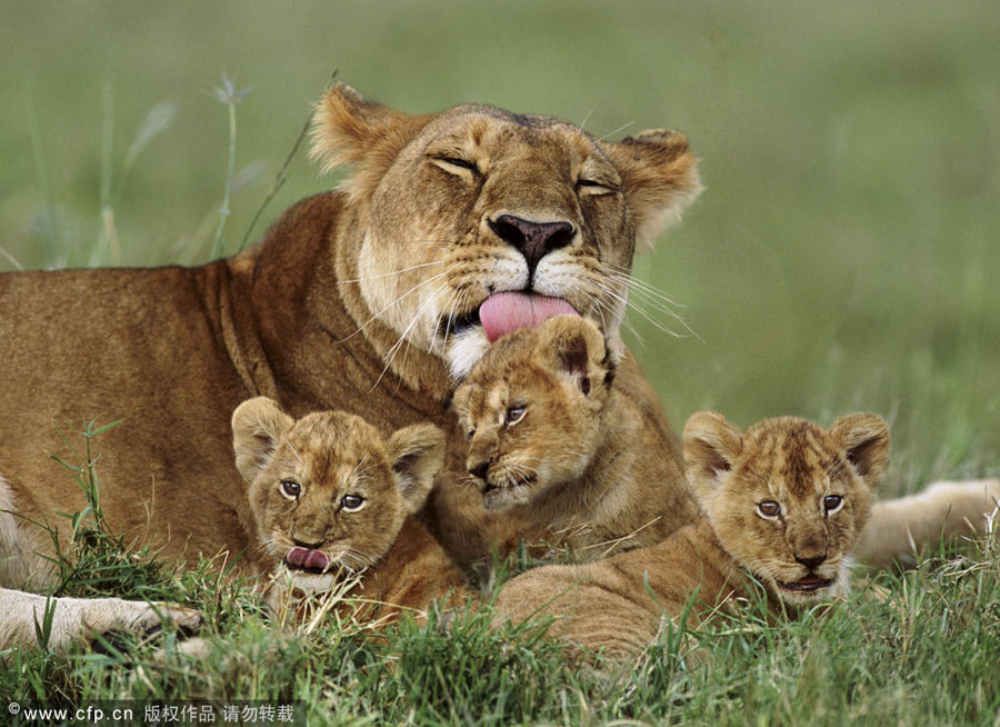 Magic of mothers and cubs