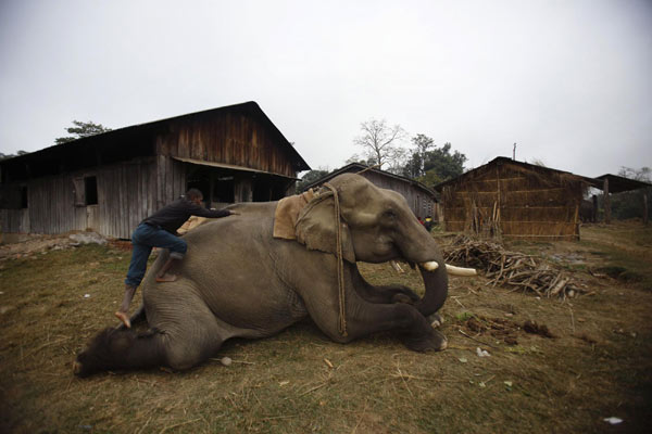 Elephants prepare for race in Nepal