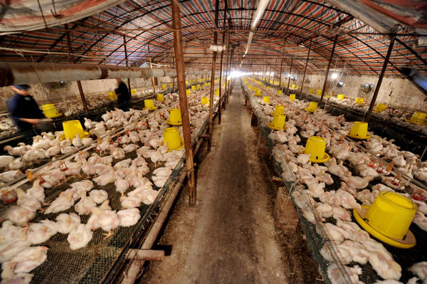 Fast-food supplier cleared of 'sick' chickens