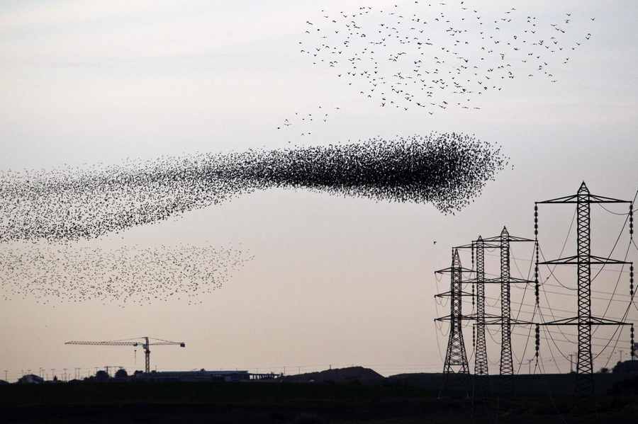 Flock of starlings fly over Israel