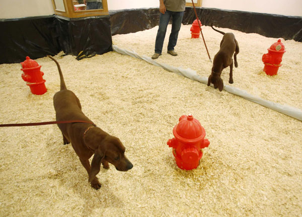 Westminster Dog Show in New York