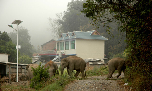 The new neighbors: bunch of wild elephants