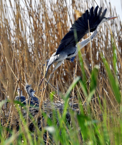 Migratory birds at Shahu Lake in NW China