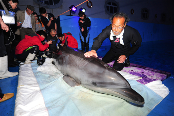 New home for dolphins from Japan