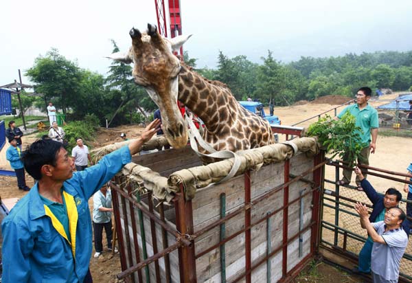Giraffe travels for 'blind date'