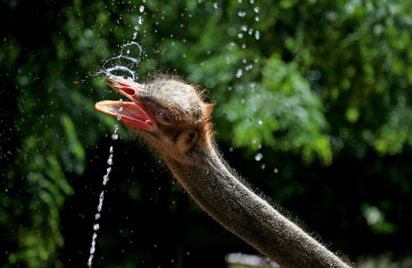 Animals stay cool in summer heat