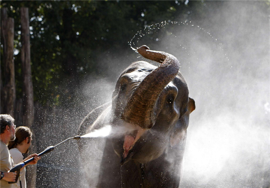 Animals try to keep cool in hot summer