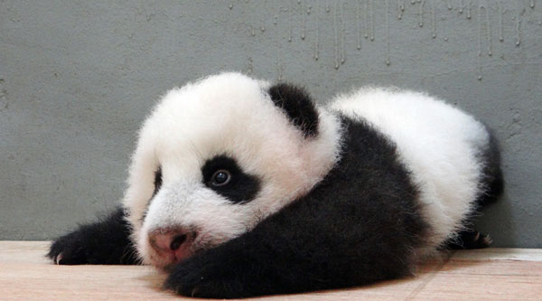 Panda cub practises crawling in Taipei