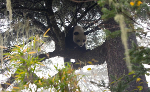 Panda adapts to life on the wild side