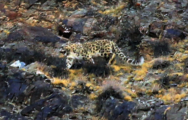 Snow leopard hunting photographed in NW China
