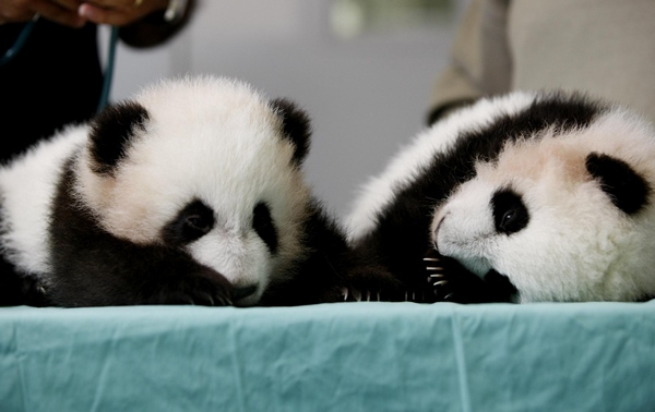 Twin panda cubs at Zoo Atlanta