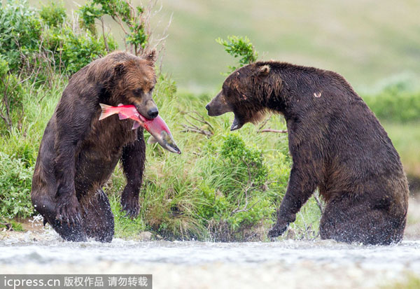 Bears fighting for salmon catch