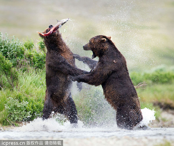 Bears fighting for salmon catch