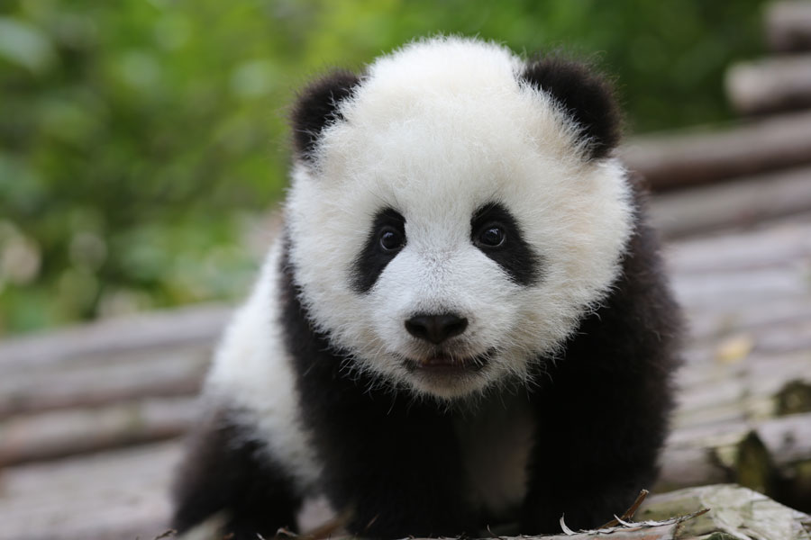 Newborn pandas growing in Chengdu