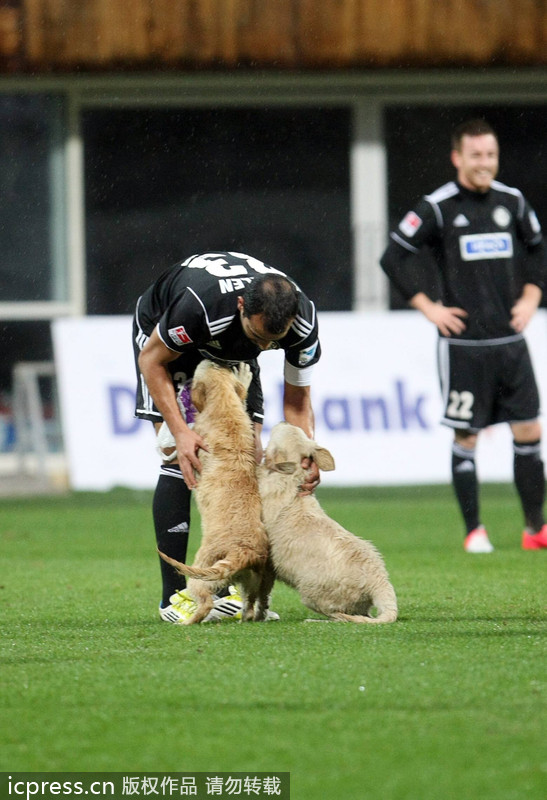 Pictures of the year 2013: Unexpected visitors on court