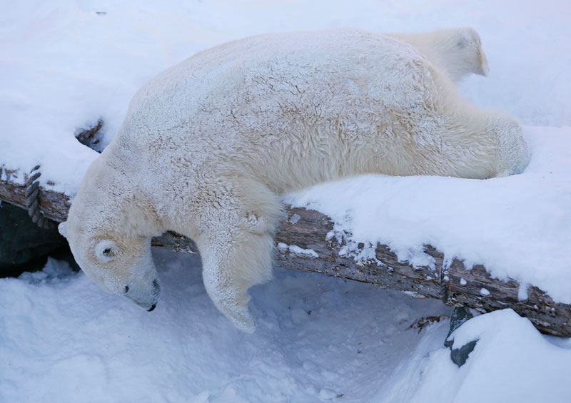 Polar bears enjoy some playful time