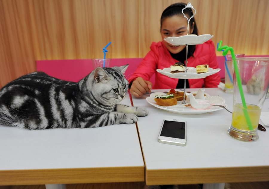 Cat-themed café in Nanjing