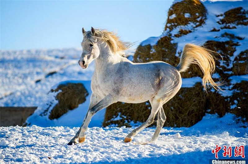 Horses run on snow-covered Tianshan in Xinjiang