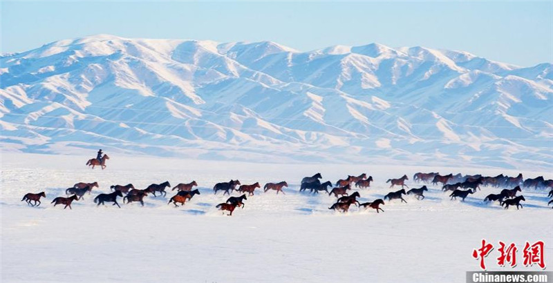 Horses run on snow-covered Tianshan in Xinjiang