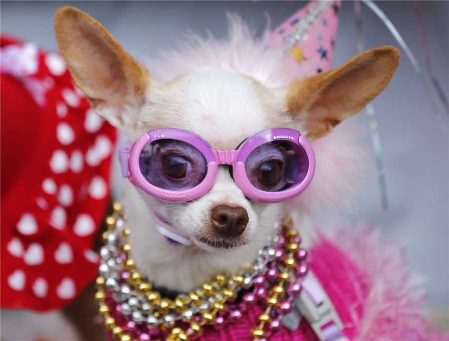 Doggie Gras Parade Celebration in US