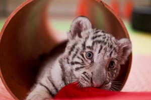 Siberian tiger base expecting 100 new cubs