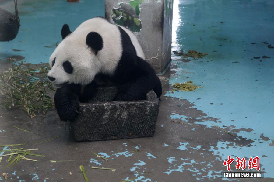 Surviving panda to be taken away