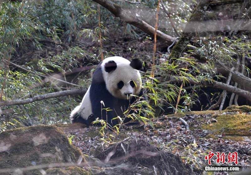 Wild panda spotted in Sichuan