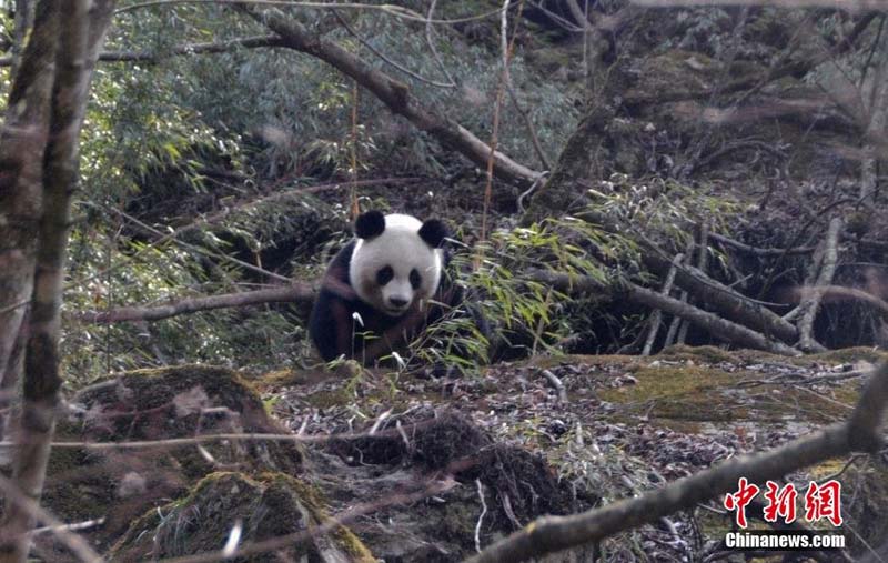Wild panda spotted in Sichuan