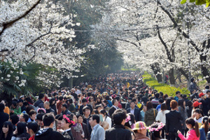 People flock to cherry blossoms in Wuhan University