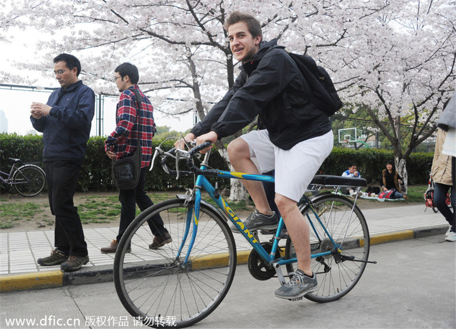 Cherry blossom in full bloom at Tongji University